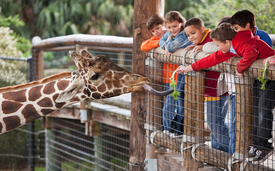 Dzieci w zoo oglądające żyrafę
